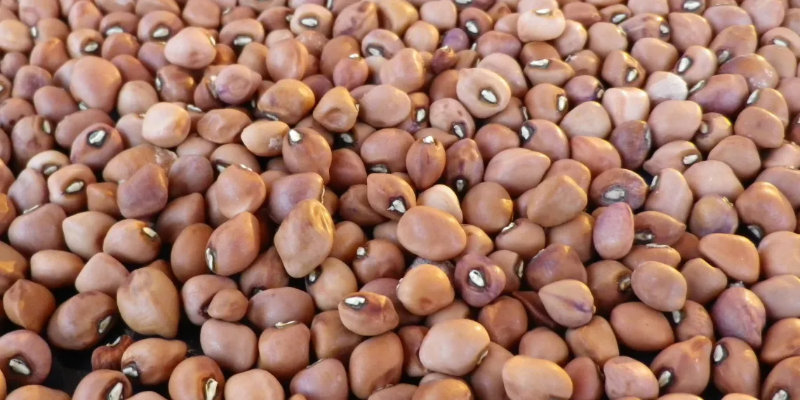 Rejecting Food Colonialism