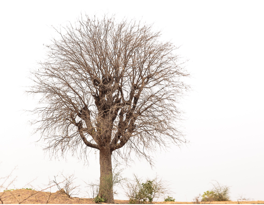 Solitary tree, Kano