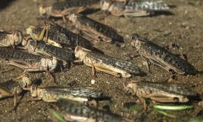 Locust